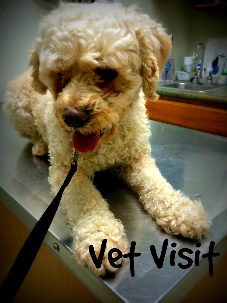 Stinky Ears! Sprocket Loves